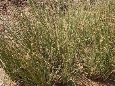 Cyperus marginatus, photographed by Shaun Swanepoel