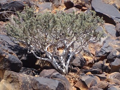 Boscia albitrunca, photographed by Shaun Swanepoel