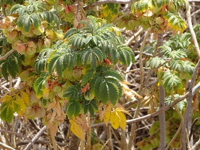 Melianthus comosus, photographed by Shaun Swanepoel