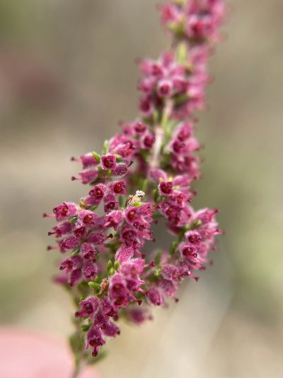 Erica puberuliflora, photographed by Matt Berger