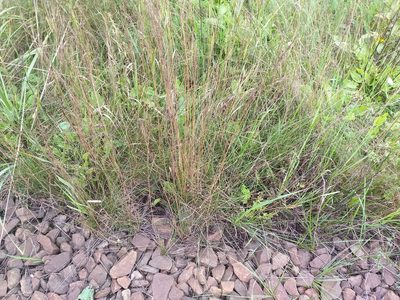 Festuca rubra, photographed by Dmitriy Bochkov