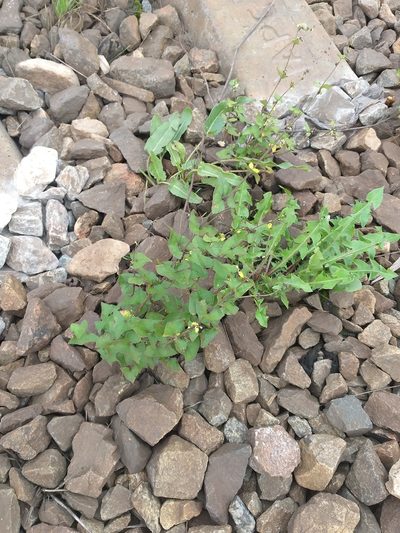 Fagopyrum tataricum, photographed by Dmitriy Bochkov