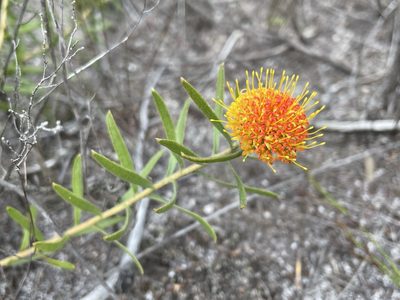Leucospermum prostratum, photographed by Matt Berger