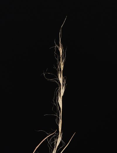 Tripogon capillatus, photographed by S.MORE