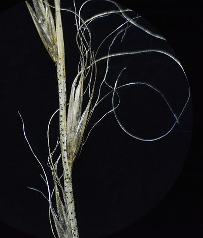 Tripogon capillatus, photographed by S.MORE