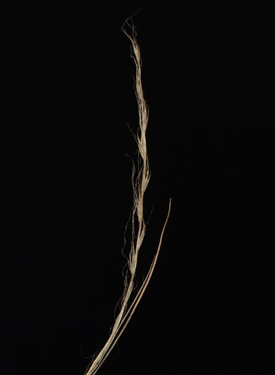 Tripogon capillatus, photographed by S.MORE
