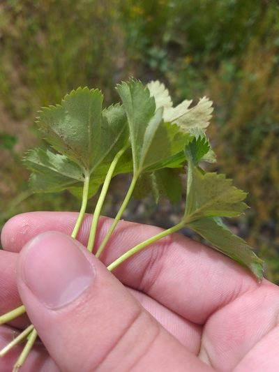 Alchemilla glabricaulis