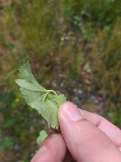 Alchemilla glabricaulis, photographed by Dmitriy Bochkov