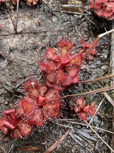 Drosera slackii, photographed by Matt Berger
