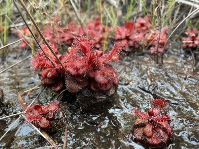 Drosera slackii, photographed by Matt Berger