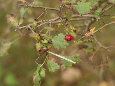 Crataegus laevigata, photographed by Alexis Tinker-Tsavalas