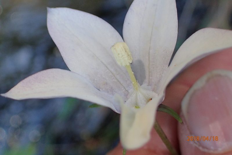 Wahlenbergia rivularis, photographed by Peter Warren