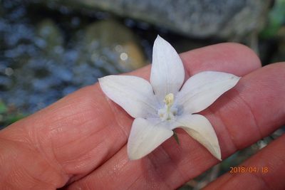 Wahlenbergia rivularis, photographed by Peter Warren