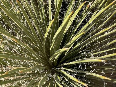 Yucca baileyi, photographed by Bobby McCabe
