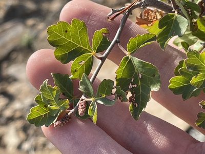 Rhus trilobata, photographed by Bobby McCabe