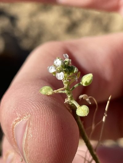 Lepidium montanum, photographed by Bobby McCabe