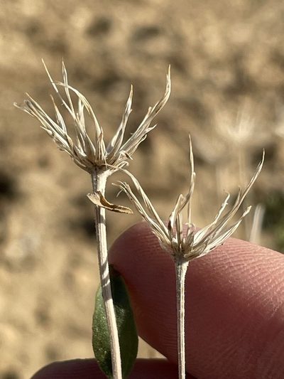 Brickellia oblongifolia, photographed by Bobby McCabe