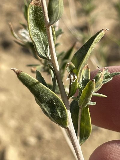 Brickellia oblongifolia, photographed by Bobby McCabe