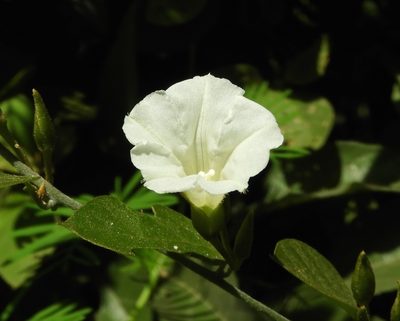 Bonamia sulphurea, photographed by Francisco Farriols Sarabia
