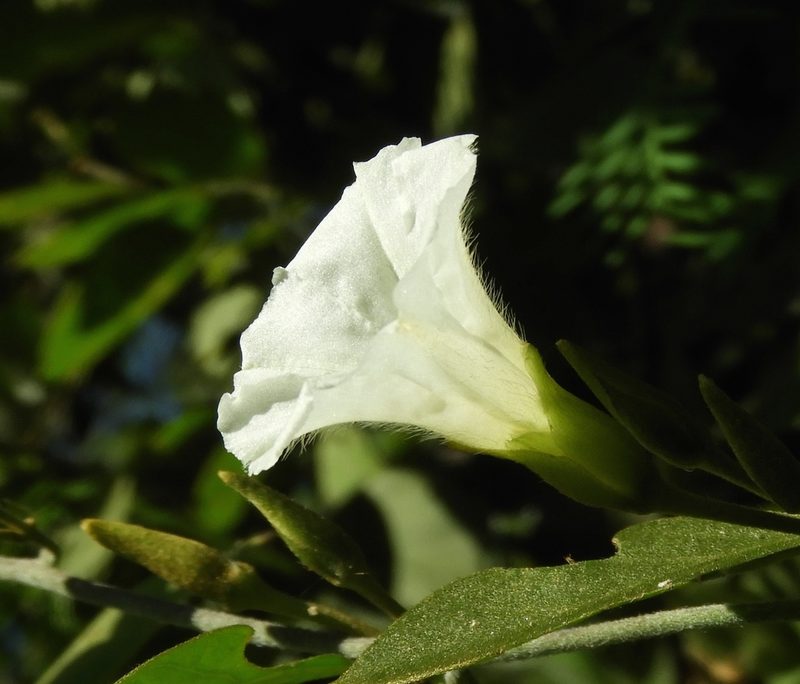 Bonamia sulphurea, photographed by Francisco Farriols Sarabia