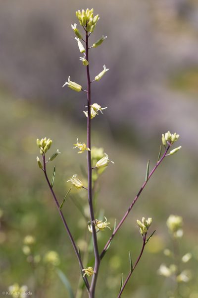 Streptanthus flavescens, photographed by Ken-ichi Ueda