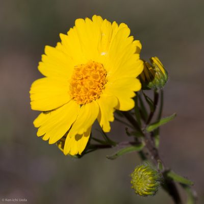 Madia radiata, photographed by Ken-ichi Ueda