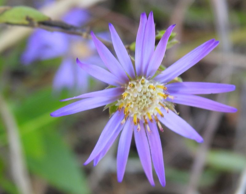 Symphyotrichum sericeum, photographed by saltyhiker