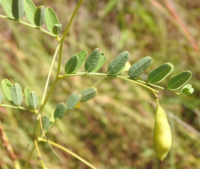 Sesbania vesicaria, photographed by saltyhiker