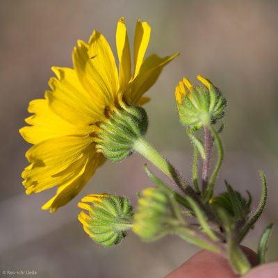 Madia radiata, photographed by Ken-ichi Ueda
