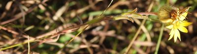 Bradburia pilosa, photographed by saltyhiker