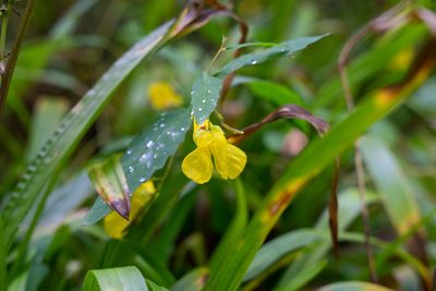 Impatiens pallida, photographed by Some Luser
