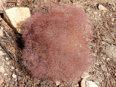 Eriogonum parishii, photographed by James M. Maley