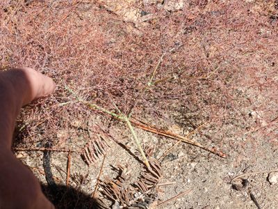 Eriogonum parishii, photographed by James M. Maley