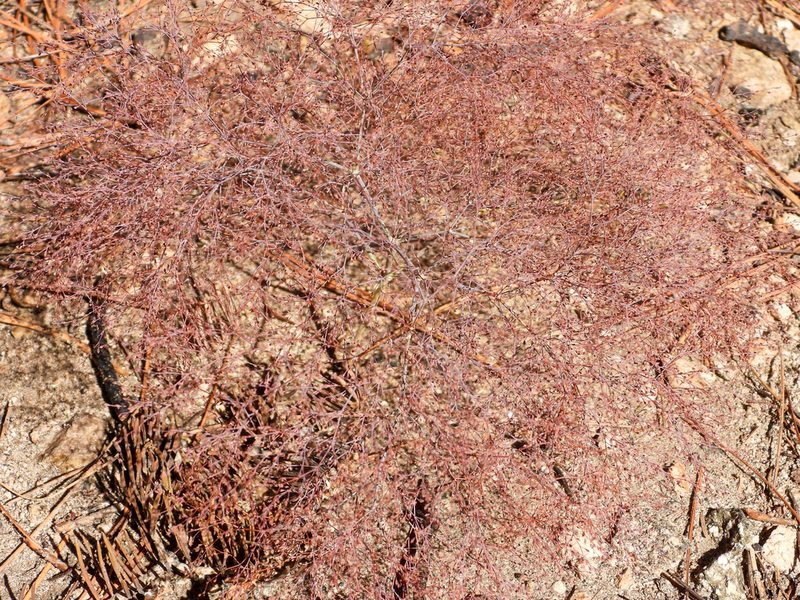 Eriogonum parishii, photographed by James M. Maley