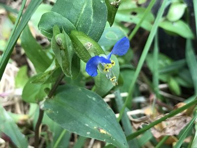 Commelina communis, photographed by Raven Dandridge