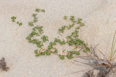 Euphorbia polygonifolia, photographed by Ian Wolfe