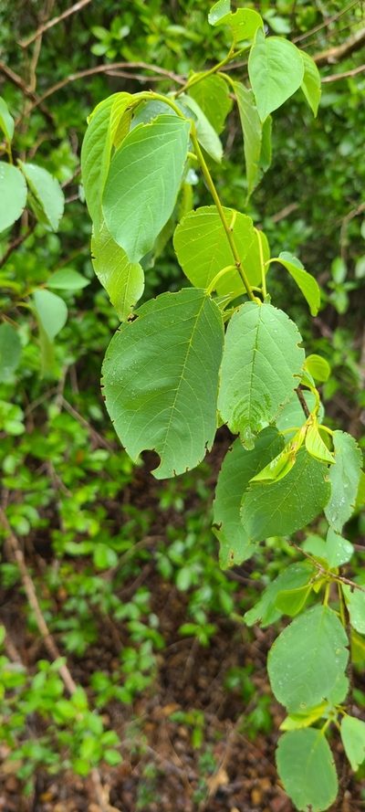 Colubrina elliptica, photographed by ritirene