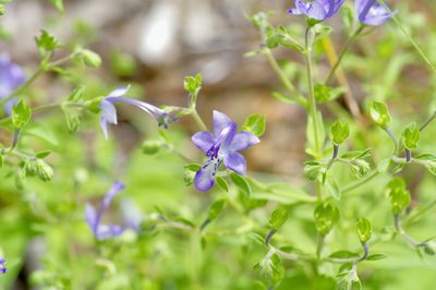 Trichostema dichotomum, photographed by Michelle W. （鍾偉瑋）
