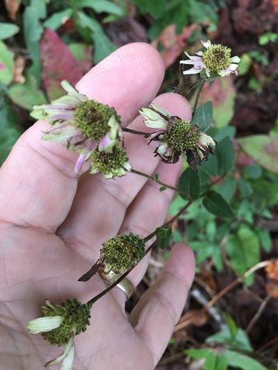 Eurybia mirabilis, photographed by Becky Dill
