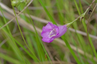 Agalinis heterophylla, photographed by Michelle W. （鍾偉瑋）