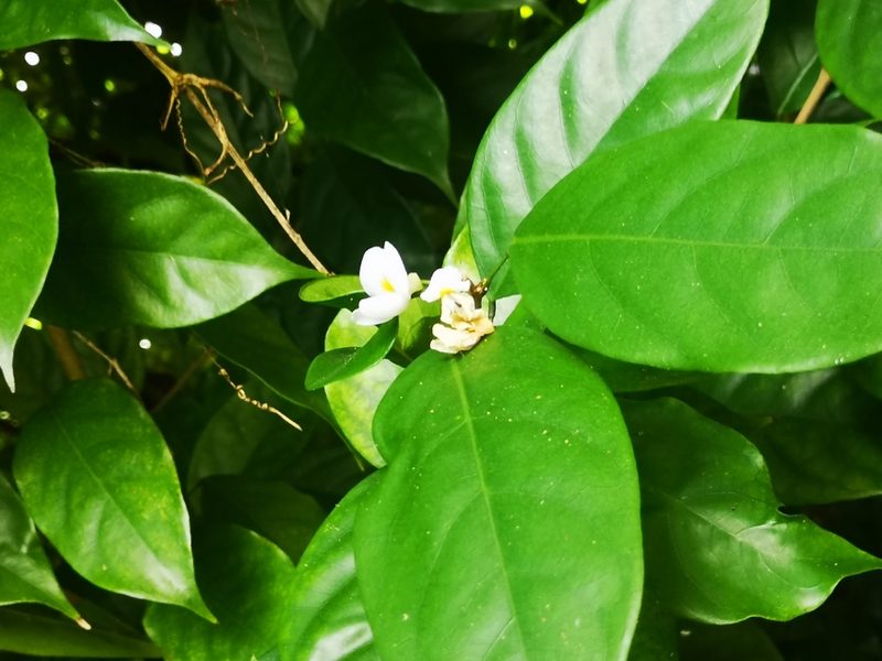 Baphia nitida, photographed by Samuel Lee