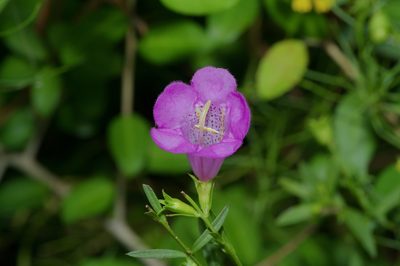 Agalinis heterophylla, photographed by Michelle W. （鍾偉瑋）