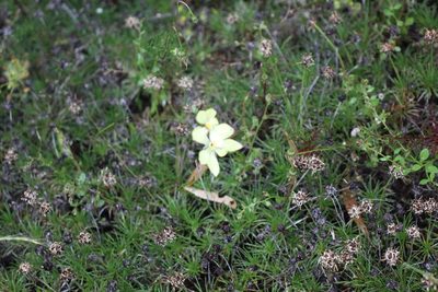 Thelymitra antennifera, photographed by Em Lamond