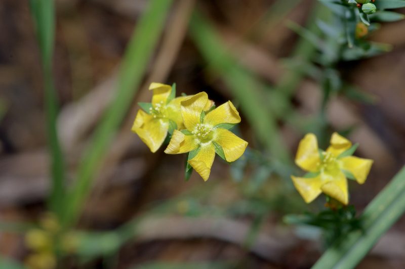 Hypericum drummondii, photographed by Michelle W. （鍾偉瑋）