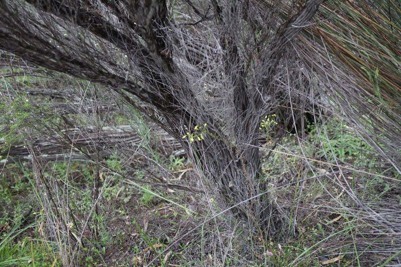 Drosera subhirtella, photographed by Em Lamond