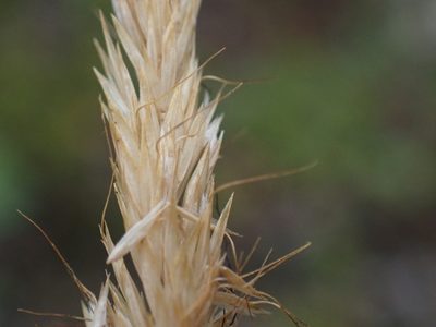 Koeleria spicata, photographed by Ellyne Geurts