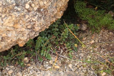 Asplenium subglandulosum, photographed by Em Lamond