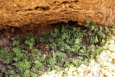 Asplenium subglandulosum, photographed by Em Lamond