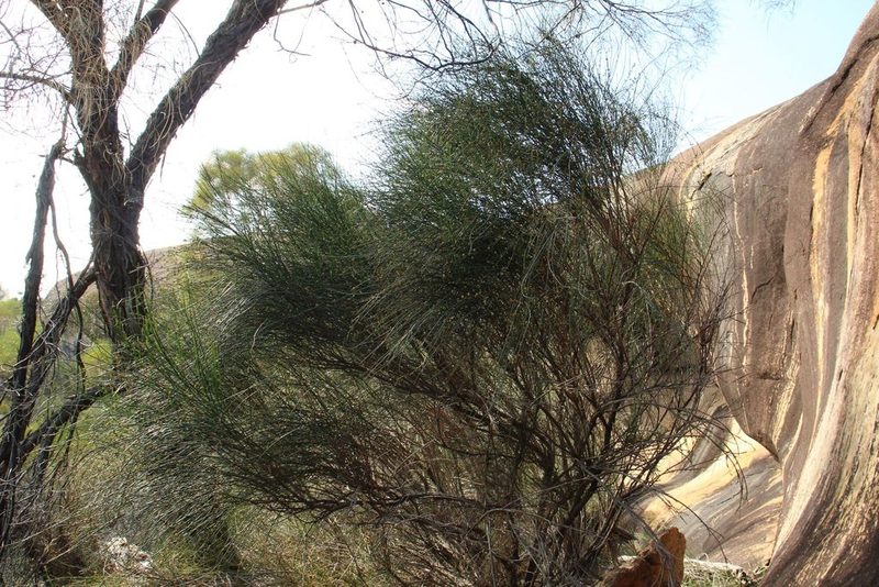 Calycopeplus paucifolius, photographed by Em Lamond