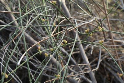 Calycopeplus paucifolius, photographed by Em Lamond